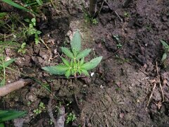 IMG_20160618_153001.jpg