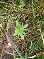 IMG_20160618_154837.jpg