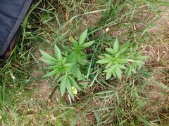 IMG_20160618_155059.jpg