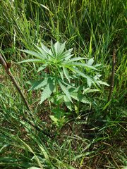 IMG-20160618-155237.jpg