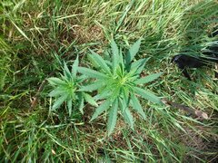 IMG_20160618_155311.jpg
