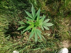 IMG_20160618_155440.jpg