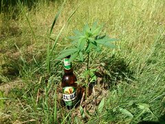 IMG_20160618_155516.jpg