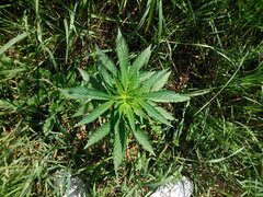 IMG_20160618_155653.jpg