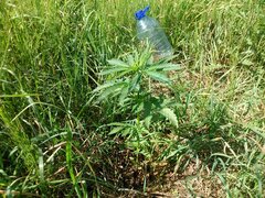 IMG_20160618_155737.jpg
