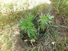 IMG_20160618_160051.jpg