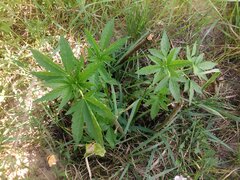 IMG_20160618_160101.jpg
