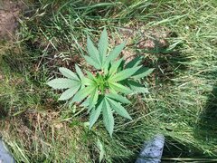 IMG_20160618_160403.jpg