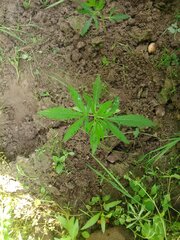 IMG-20160626-101208.jpg
