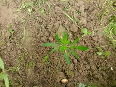IMG_20160626_101243.jpg