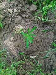 IMG_20160626_101305.jpg