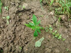 IMG_20160626_101712.jpg
