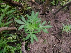 IMG_20160626_102238.jpg