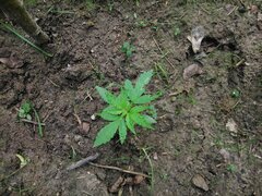 IMG_20160626_102243.jpg
