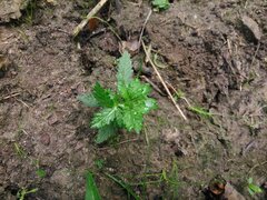 IMG_20160626_102315.jpg