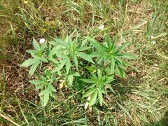 IMG_20160626_105924.jpg