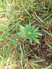 IMG_20160626_110107.jpg