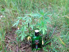 IMG_20160626_110327.jpg