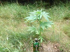 IMG_20160626_110459.jpg