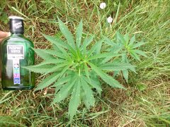 IMG_20160626_110659.jpg
