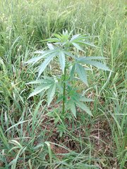 IMG_20160626_110953.jpg