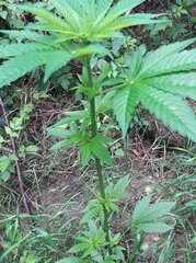 20160716_092237.jpg