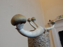 Cubensis