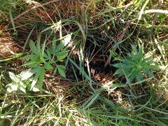 IMG_20160703_171338.jpg