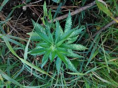 IMG_20160703_171350.jpg