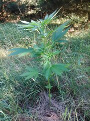 IMG_20160703_171539.jpg