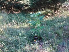 IMG_20160703_171619.jpg