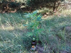 IMG_20160703_171631.jpg
