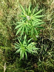 IMG_20160703_171758.jpg