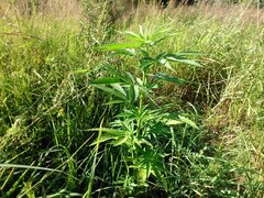 IMG_20160703_171942.jpg