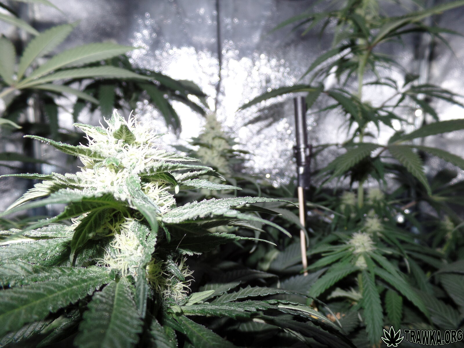 Broda led grow 06/2016