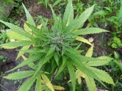 IMG_20160805_152247.jpg