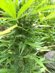 IMG_20160805_152313.jpg