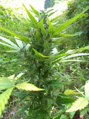 IMG_20160805_152321.jpg