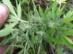 IMG_20160805_152530.jpg
