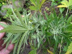 IMG_20160805_152539.jpg
