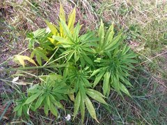 IMG_20160805_154247.jpg