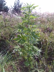 IMG_20160805_155046.jpg