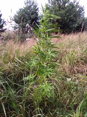 IMG_20160805_155108.jpg