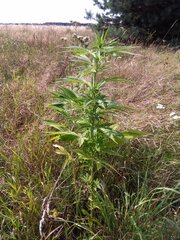 IMG_20160805_155205.jpg
