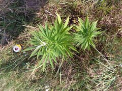 IMG_20160805_155224.jpg