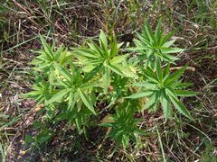 IMG_20160805_155251.jpg