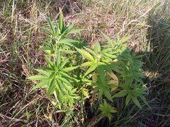 IMG_20160805_155308.jpg