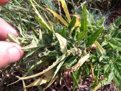 IMG_20160805_155420.jpg