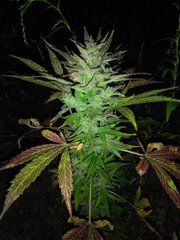 IMG_20160820_202011.jpg