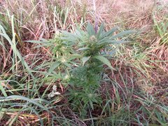 IMG_20161001_105219.jpg